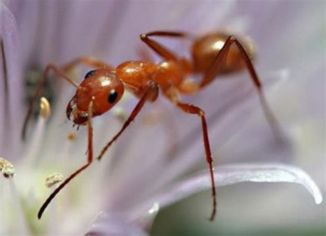 Australian Jack Jumper Ants Navigate Using Landmarks - Asian Scientist ...