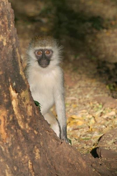 African Wildlife: Vervet Monkey Facts