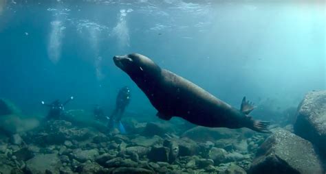 marine-mammal-research-feature - North Coast Brewing Co.