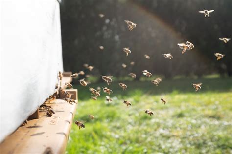 Varroa mite pesticide now in development