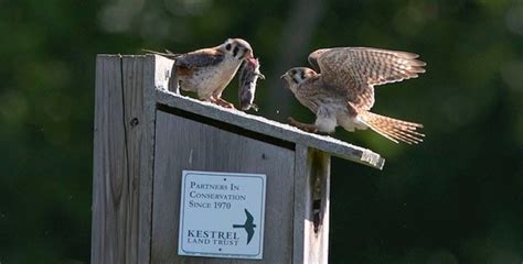 Kestrel Nest Box Project: 2022 Season Report - Kestrel Land Trust