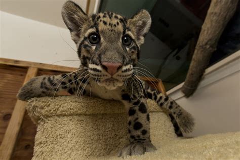 White Wolf : Clouded Leopard cubs are the "purrfect" addition to the ...