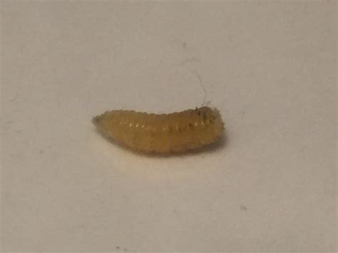 entomology - Species Identification: Small white maggot/larvae ...