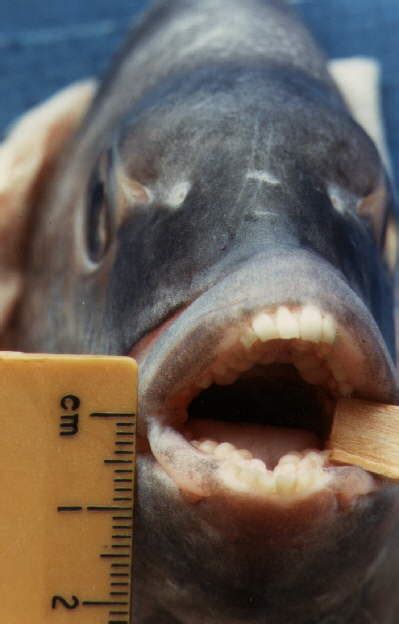 Creepy human fish teeth | Science Buzz