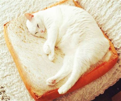 Slice Of Bread Cat Bed » Petagadget