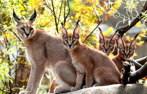 Cute Caracal Cat - XciteFun.net