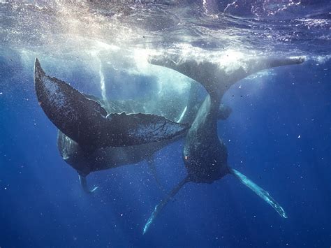 First-ever photos show humpback whales mating—and they’re males