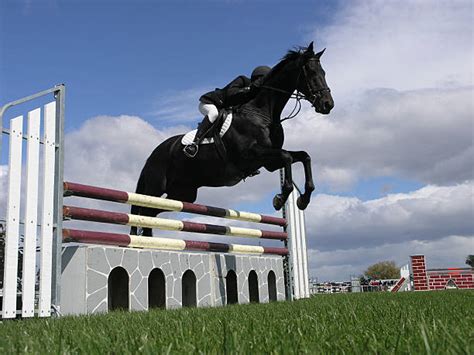 Black Horse Jumping Stock Photos, Pictures & Royalty-Free Images - iStock