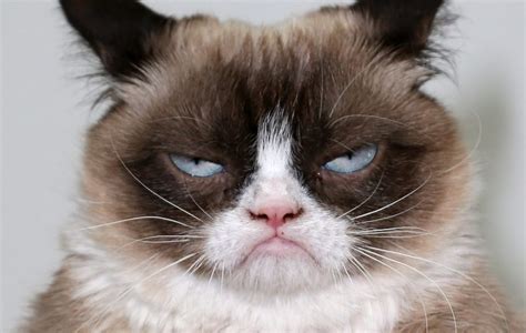 Grumpy Cat sued a coffee company… and won - NME