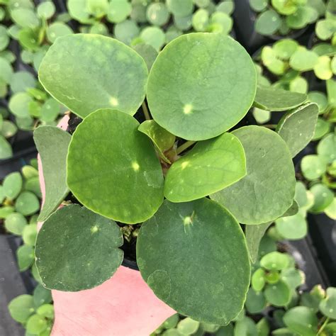 Pilea peperomioides - Chinese Money Plant (4.5" Pot) | Little Prince To Go