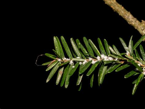 Preventing Hemlock Woolly Adelgid Damage | Gardening Know How