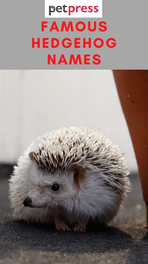 110+ Famous Hedgehog Names For Your Adorable Pet Hedgehogs