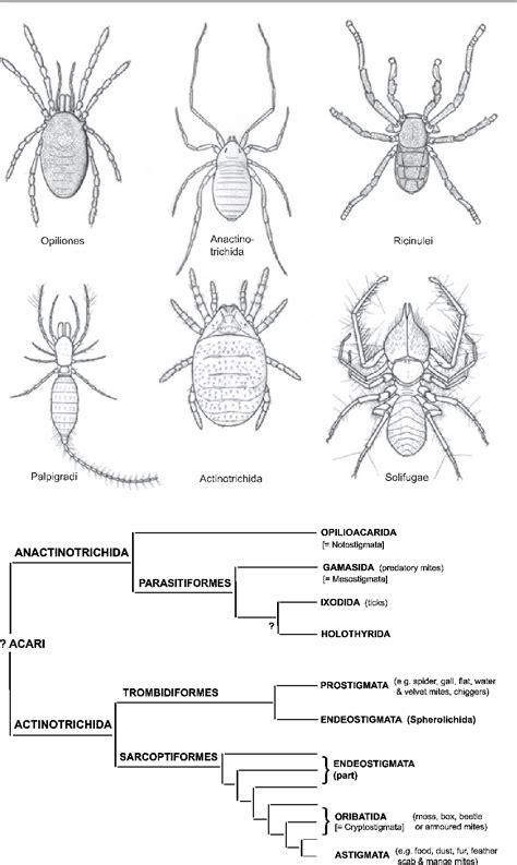 [PDF] The affinities of mites and ticks : a review | Semantic Scholar