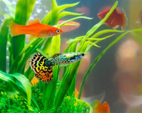 Top 10 Best Freshwater Fish For Your Aquarium - Petland Texas