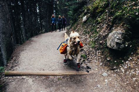 10 Dog-Friendly Hiking Trails in the United States - Neater Pets