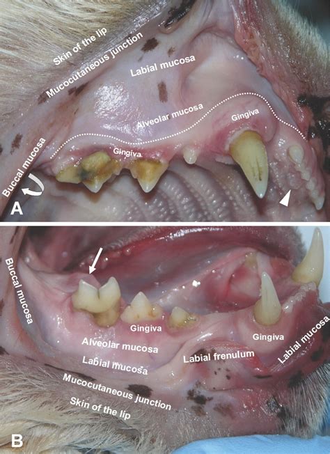 Cat Teeth Anatomy