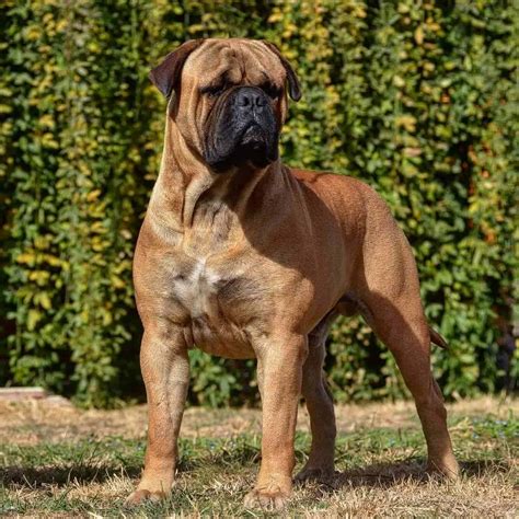 A Complete Guide to the Huge, Loyal Bullmastiff - K9 Web