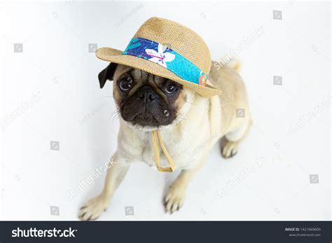 2,328 Pug Wearing Hat Images, Stock Photos & Vectors | Shutterstock