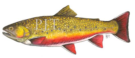 BlueSpace: Brook Trout - Painting