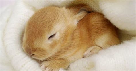 Baby Bunnies Sleeping | Wallpapers Gallery