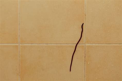 How to Get Rid of Black Worms in Bathroom and Prevent Them From ...