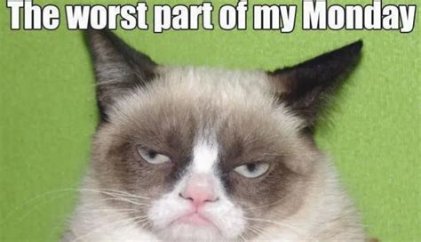 Top 25 Funny Grumpy Cat Memes - CatTime