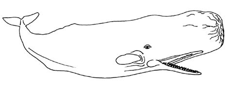 Large Sperm Whale Coloring Pages