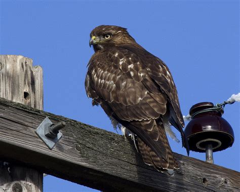 Dark-morph Juvenile Red-tailed Hawk Photograph by Eric Mace - Pixels