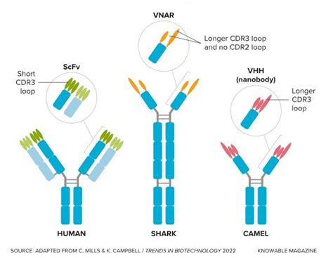 The antibodies from camels and sharks that could change medicine