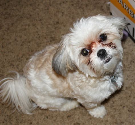 79+ Full Grown Shih Tzu Maltese Black And White Photo - Codepromos