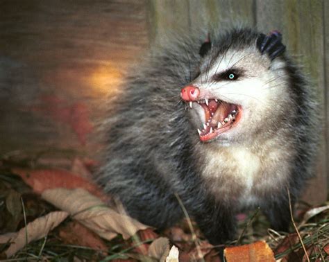 A short Redneck Trip Report for Y'all. Mr Opossum was trying to play ...