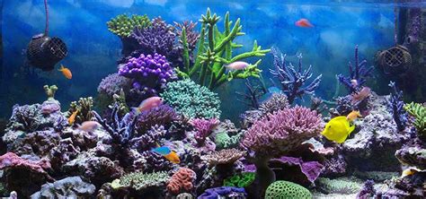 Getting Started in Reef Aquarium Hobby | TFH Magazine