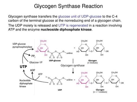 PPT - Carbohydrate Metabolism 2: Glycogen degradation, glycogen ...