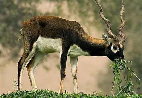 Trees Archives - Pakistan Wildlife