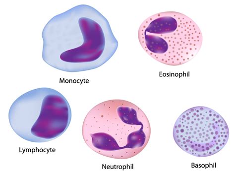 A Brief Review on The Study of Blood and Its Different Components ...