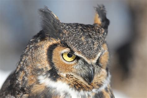 Great Horned Owl — Wildlife Science Center