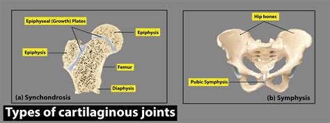 Types Amp Classification Of Body Joints Cartilaginous Amp Synovial ...