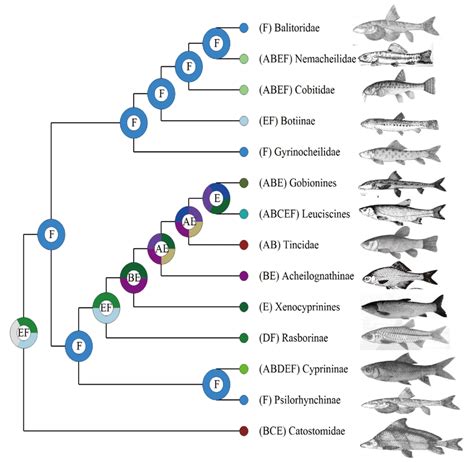 Geographic evolution of cypriniform fishes from S-DIVA. Present-day ...