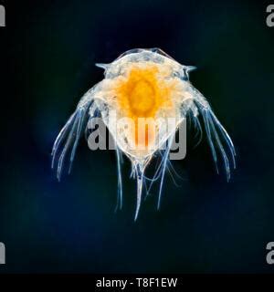 Darkfield photomicrograph, Acorn barnacle larval stages. Semibalanus ...