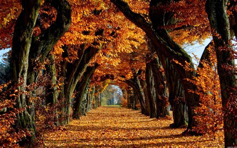 Autumn Trees HD Wallpapers - Wallpaper Cave