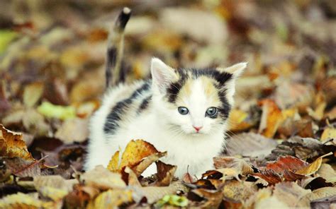 Kitten Wallpapers (68+ images)