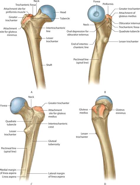 Femur Fracture Anatomy