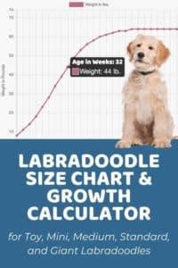 Labradoodle Size Chart With 40,000+ Labradoodle Weight Data Points