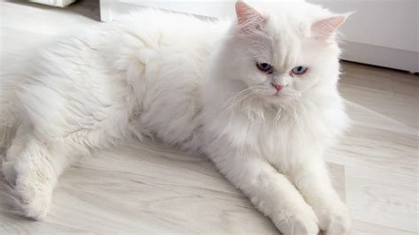 White Persian cat looking at the camera. It's following something with ...