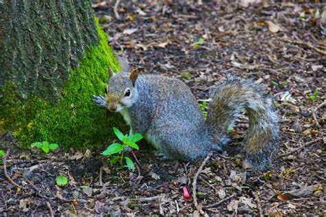 289 Types of Squirrels: The Ultimate Guide To All Squirrel Species in ...