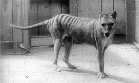 THYLACINES: (PROBABLY NOT) EXTINCT