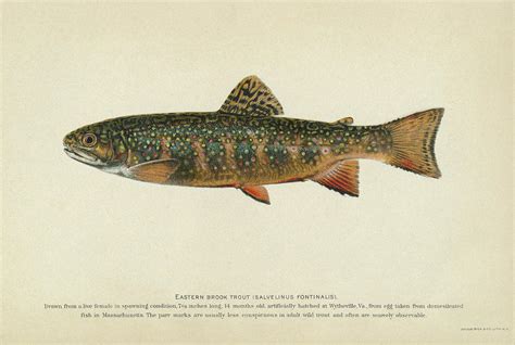 Brook Trout Drawing at PaintingValley.com | Explore collection of Brook ...