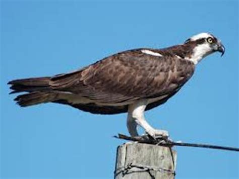 10 Interesting Osprey Facts | My Interesting Facts