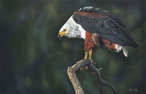 African Fish Eagle – Robyn Ansell Art