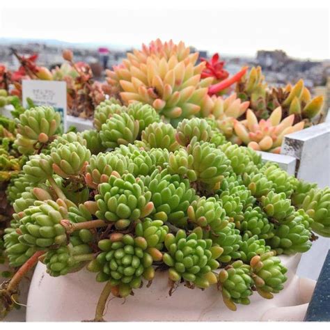 Top 10 Interesting Facts About Sedum Succulents Sedum Plant, 10 ...